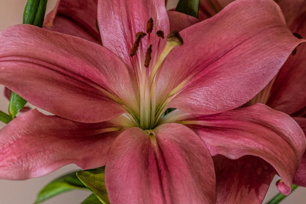 Flor rosa RoseLune